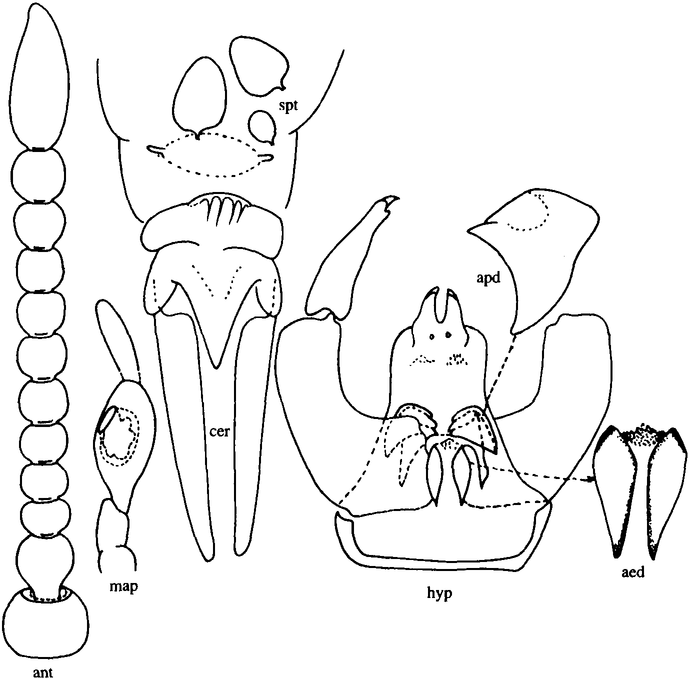 19.趋湿细蠓